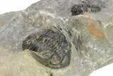 Hollardops Trilobite With Gerastos #273449-2